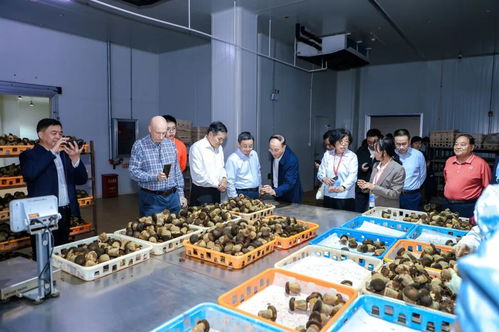 以菌為媒，共繪藍圖 2025國際黑牛肝菌技術創新大會在西雙版納成功舉辦